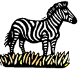 zebra